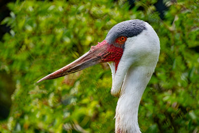 Close-up of a duck