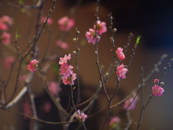 Close-up of pink cherry blossom