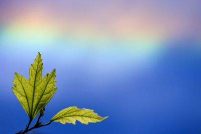 Close-up of green leaves on twig against rainbow in sky