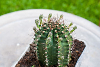 Close-up of cactus plant growing on field