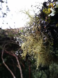 Close-up of spider web on branch