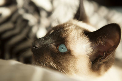 Close-up of a cat looking away