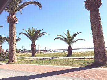 Palm trees against clear sky