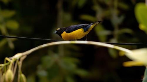 Close-up of bird perching on plant