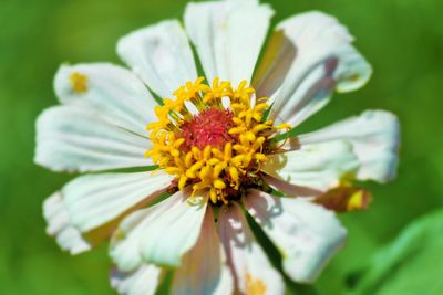 Close-up of white daisy flower