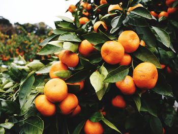 Close-up of orange fruits on tree