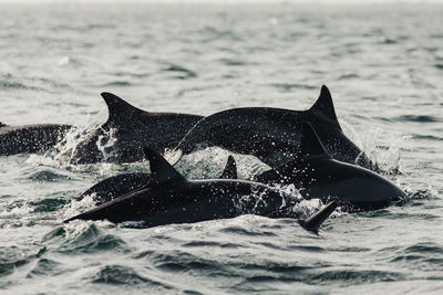 Pod of dolphins in sea 