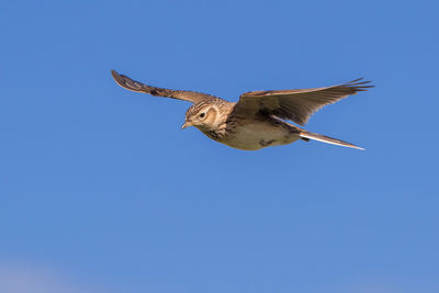Low angle view of eagle flying against clear blue sky