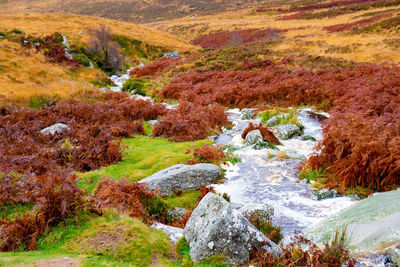 Scenic view of stream flowing through rocks during autumn