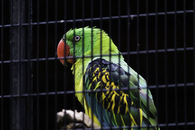 Close-up of parrot in cage
