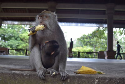 Monkey sitting outdoors