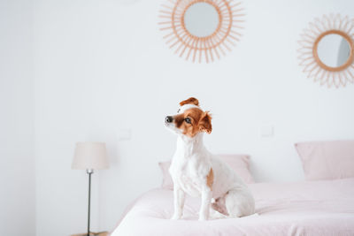 Cute lovely small jack russell dog sitting on bed during daytime. pets indoors at home