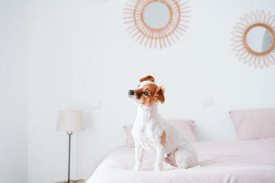 Dog looking away while sitting on bed at home