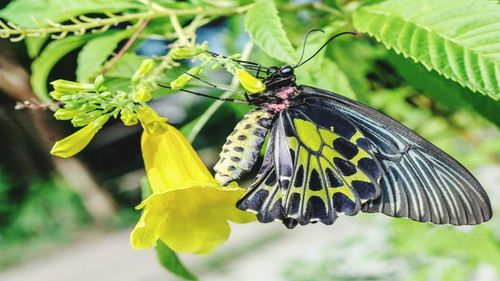 Close-up of butterfly pollinating on flower