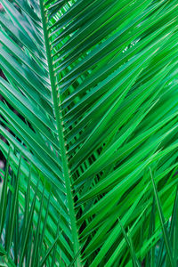 Close-up of palm tree leaves