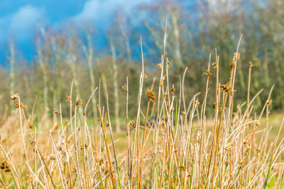 Close-up of stalks in field