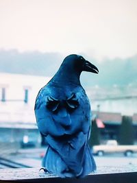 Close-up of bird perching on railing