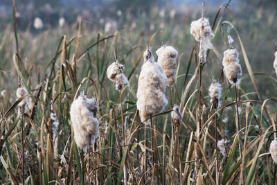 Close-up of plants on field