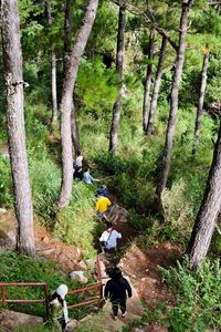 View of trees in forest