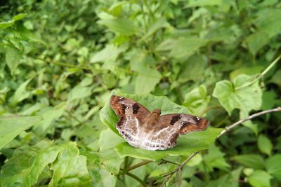 Close-up of butterfly on leaf