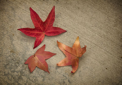 High angle view of maple leaf on orange leaves