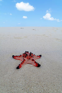 Close-up of red starfish on sand at beach against sky