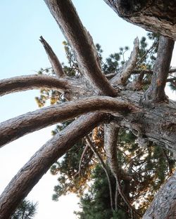 Low angle view of tree against sky