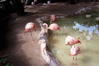 Flamingos in pond at zoo
