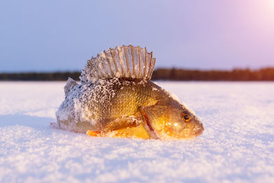 Close-up of frozen fish in winter