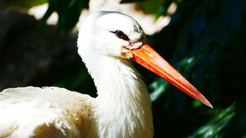 Close-up of bird perching outdoors