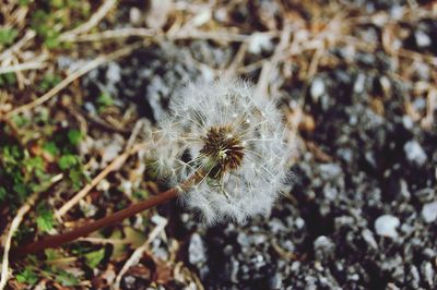 Close-up of dandelion flower on field