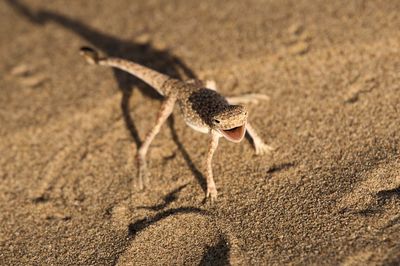 Close-up of lizard toad-headed agama on field