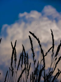 Close-up of plant against sky