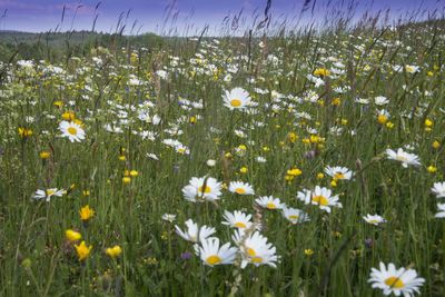 Close-up of fresh white flowers in field