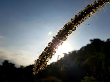 Close-up of plant against sky