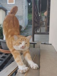 pet