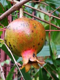 Close-up of fruit on tree