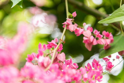 Close-up of pink flowers