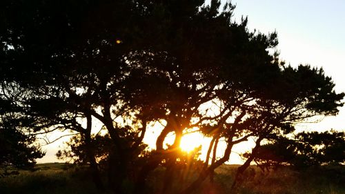 Low angle view of silhouette trees against sky at sunset