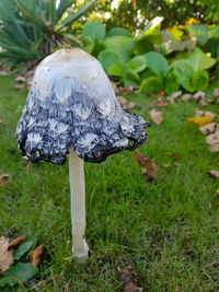 Close-up of mushroom growing on field
