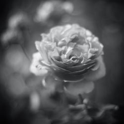 Close-up of rose flower