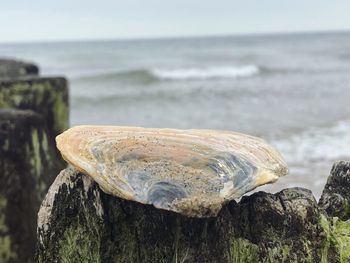 Close-up of rock on beach