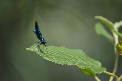 Close-up of damselfly on plant