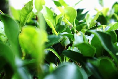 Close-up of fresh green plant