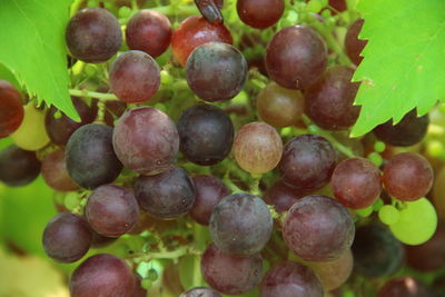 Close-up of grapes growing in vineyard