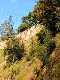 Low angle view of trees on hill against sky