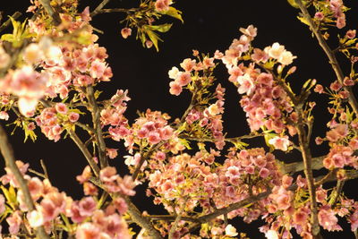 Close-up of pink flowers blooming on tree