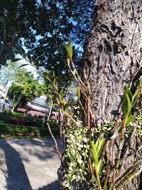 Close-up of tree trunk against sky