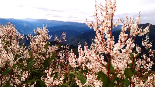 Cherry blossoms in spring against sky