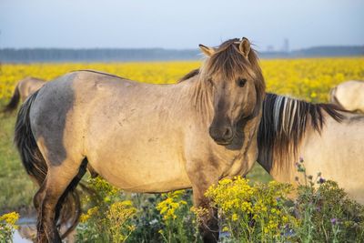 Horses in a field